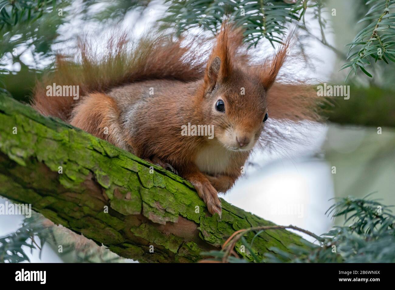 Scoiattolo Rosso europeo (Sciurus vulgaris). Adulto su una filiale. Germania Foto Stock