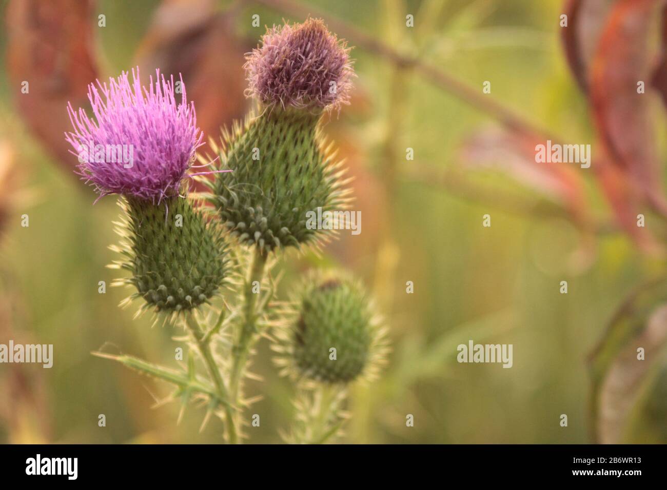 Thistle in fiore. Primo piano di un fiore toro rosa Thistle. Conosciuto anche come Thistle comune e Thistle Spear. Foto Stock