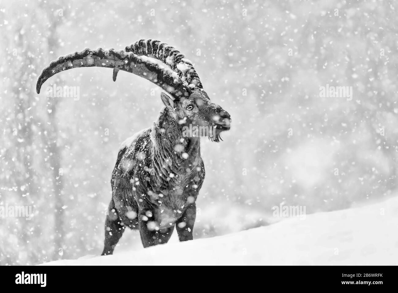 Lo stambecco alpino sotto la caduta di neve estrema (Capra stambex) Foto Stock