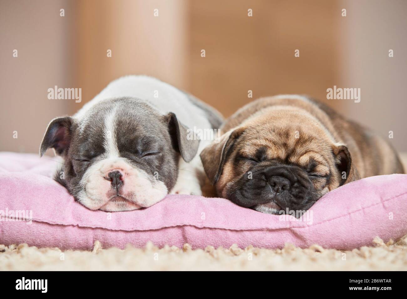 Bulldog francese. Due cuccioli dormono su un letto per animali domestici. Germania Foto Stock