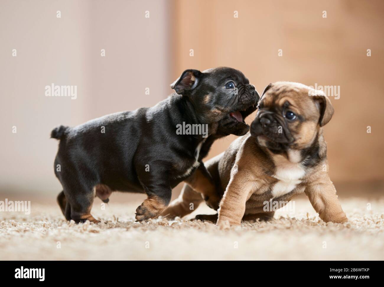 Bulldog francese. Due cuccioli che giocano su un tappeto. Germania Foto Stock