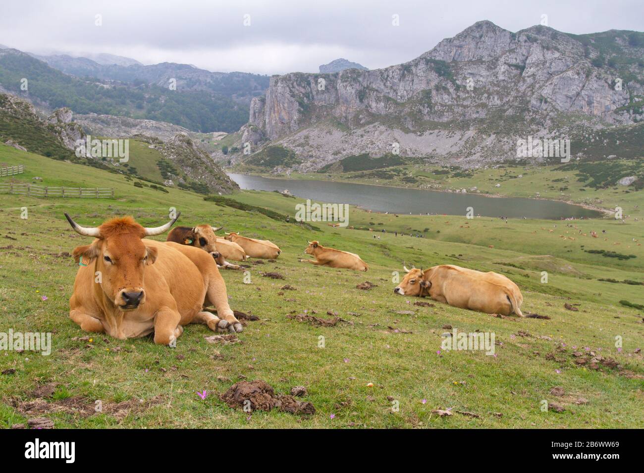 Cangas De Onis, Asturias/Spagna; 05 Agosto 2015. Mucche nei laghi di Covadonga nel Parco Nazionale Picos de Europa. Foto Stock