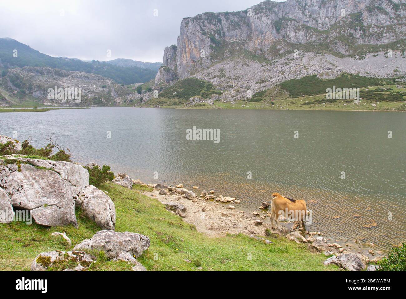 Cangas De Onis, Asturias/Spagna; 05 Agosto 2015. Mucche nei laghi di Covadonga nel Parco Nazionale Picos de Europa. Foto Stock