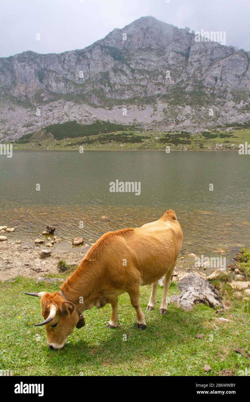 Cangas De Onis, Asturias/Spagna; 05 Agosto 2015. Mucche nei laghi di Covadonga nel Parco Nazionale Picos de Europa. Foto Stock