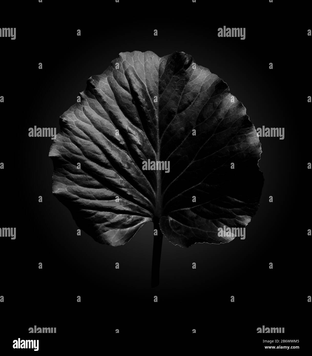 Foglia nera della pianta orecchio Elefant con luci su sfondo scuro con sfumatura radiale, stile nero minimalista alla moda Foto Stock