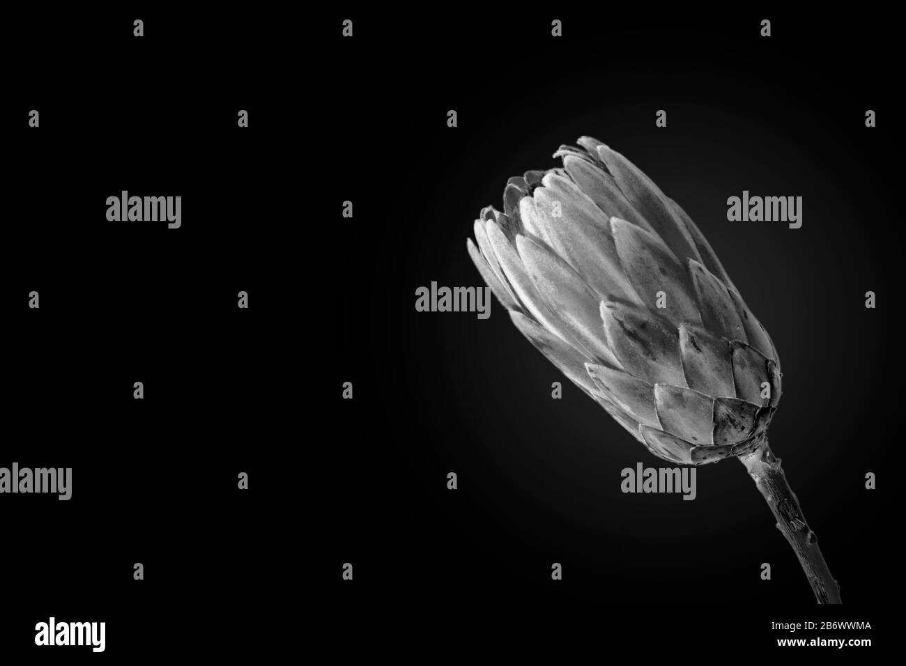 Foto monocromatica di Protea magnifica, la regina dei fiori sudafricani, arte minimalista Foto Stock