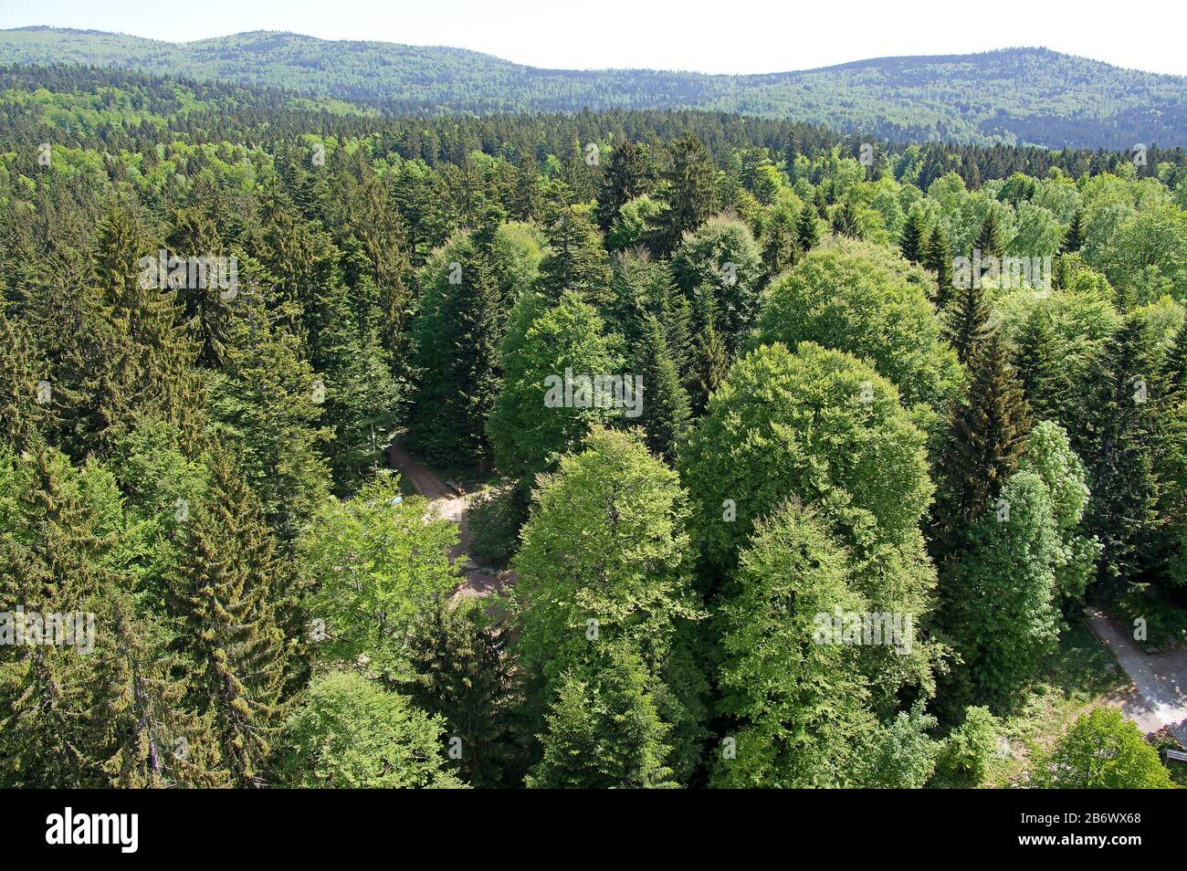 Foresta mista in primavera, vista dalla passeggiata Treetop nel Parco Nazionale della Foresta Bavarese. Bayern Germania Foto Stock