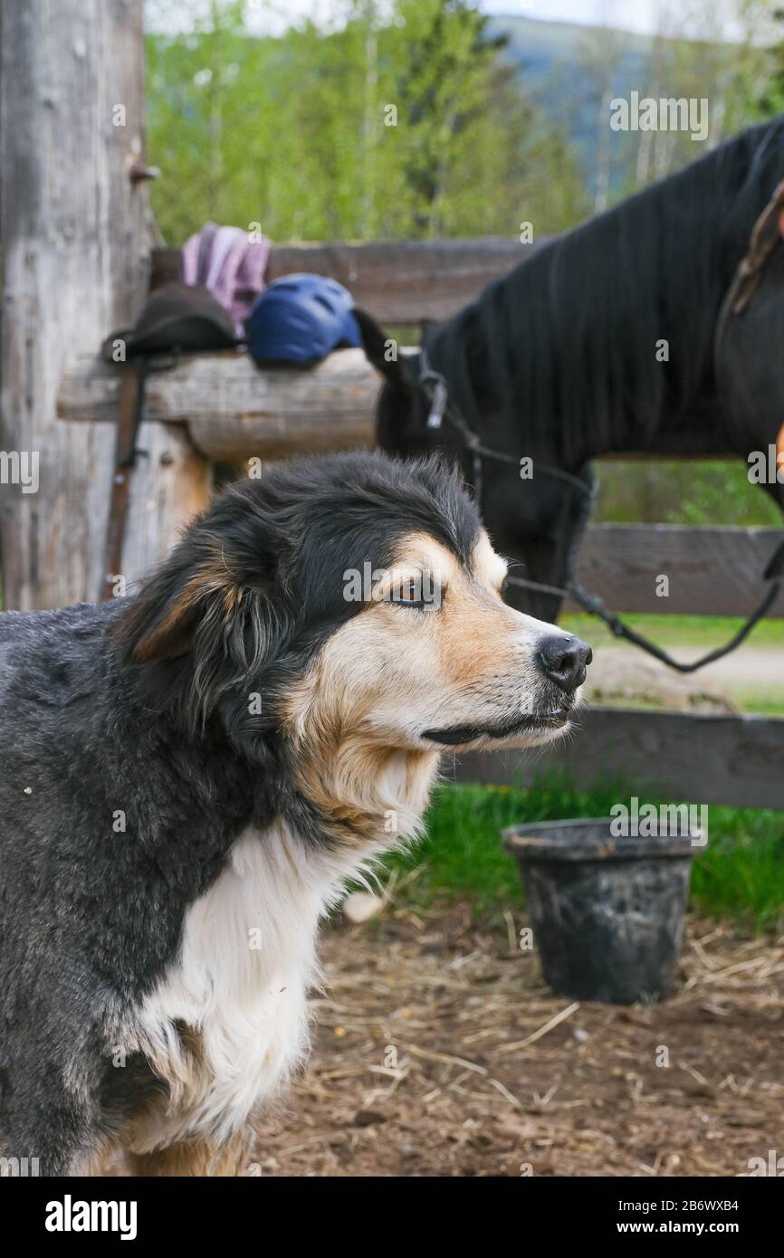 Testa di un cane sullo sfondo un cavallo nel parco nazionale di Banff Foto Stock