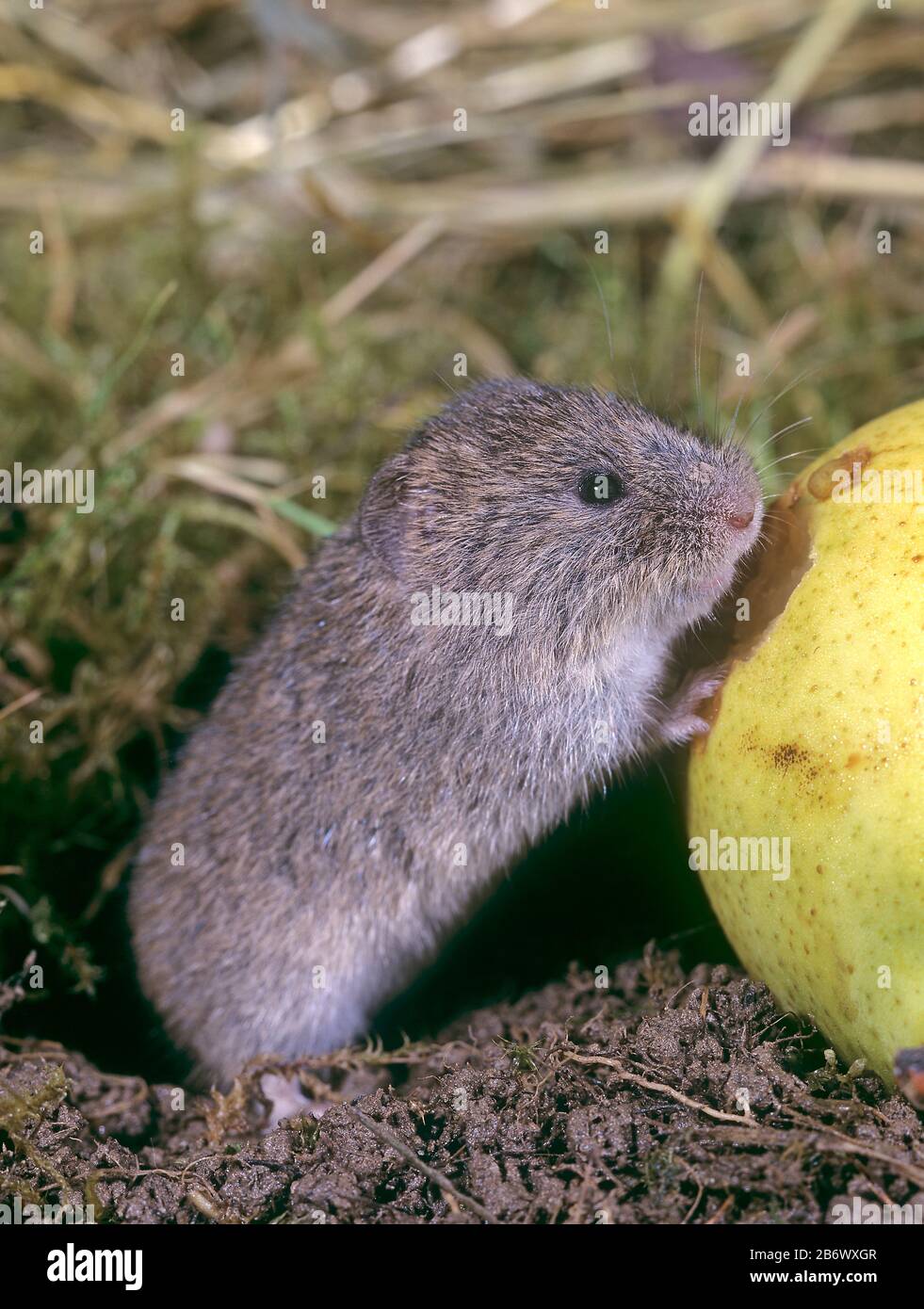 Pino europeo Vole (Microtus sotterraneo) mangiare una pera. Germania Foto Stock