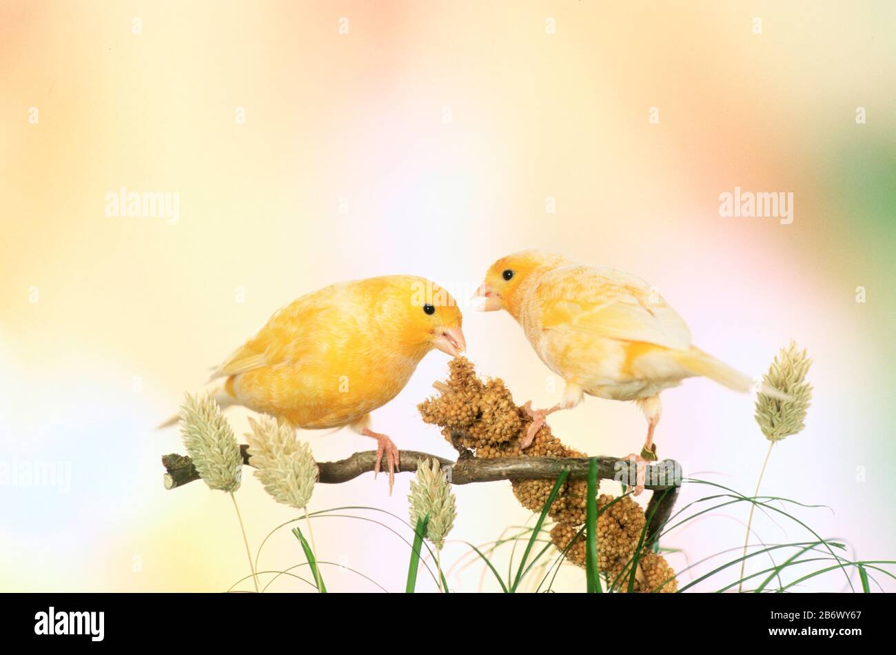 Canarie nazionali. Due uccelli gialli che mangiano uno spruzzo di miglio. Germania. Foto Stock