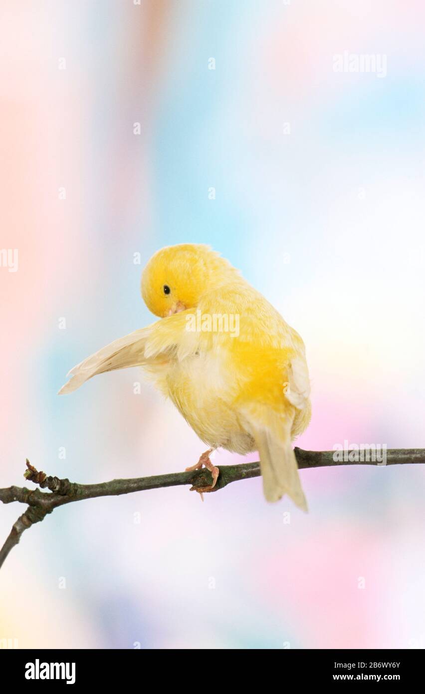 Canarie nazionali. Uccello giallo appollaiato su un ramoscello mentre preening. Germania Foto Stock