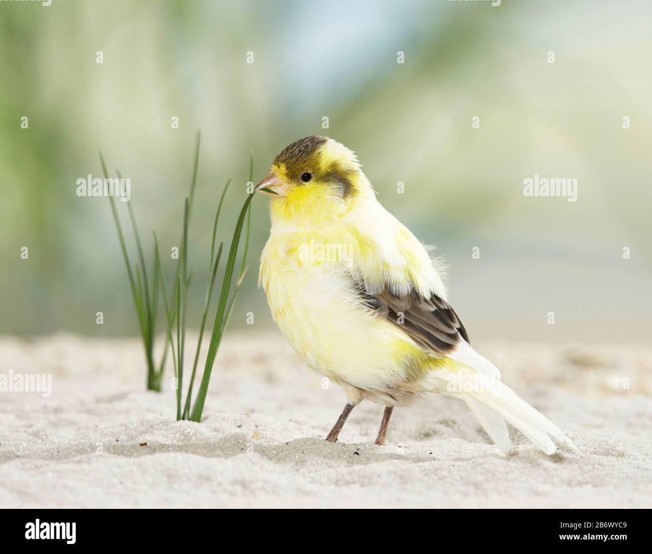 Canarino domestico si leva sulla sabbia dell'uccello e scopa una lama di erba. Germania Foto Stock