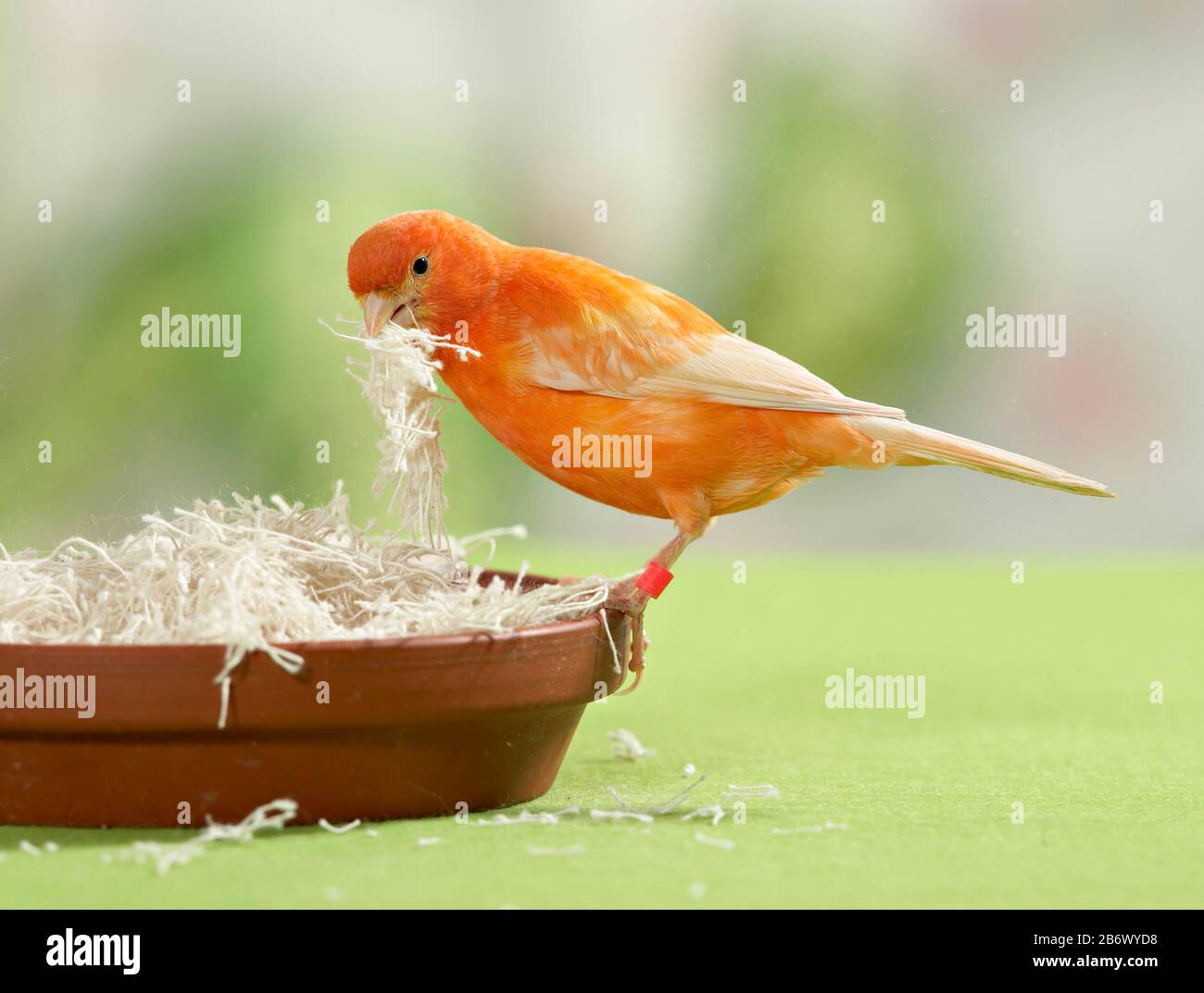 Canarie nazionali. Una femmina raccoglie lana di legno come materiale di annidamento. Germania. Foto Stock