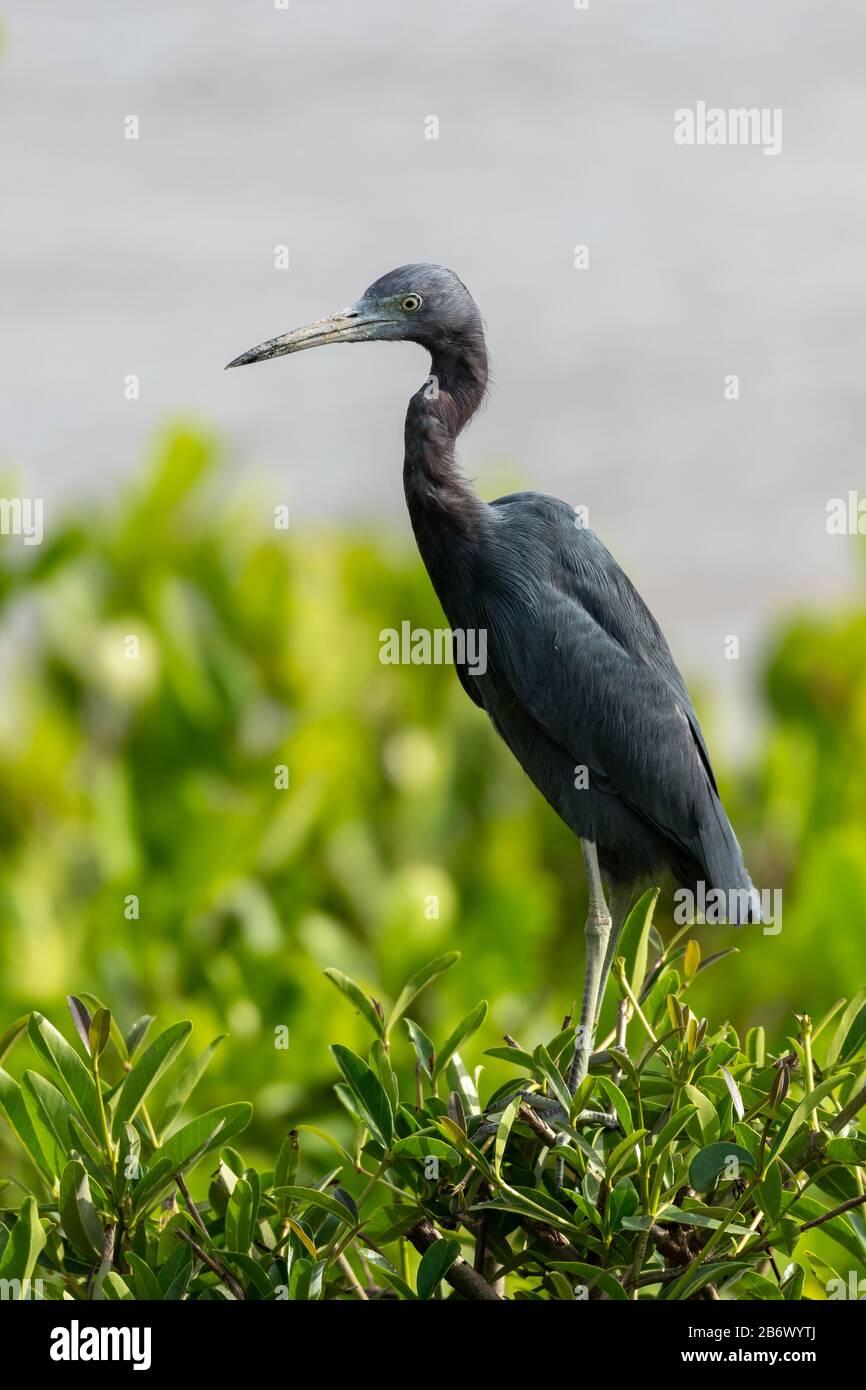Piccolo airone blu (Egretta caerulea) accanto a un fiume fangoso scorcio in Suriname, Sud America Foto Stock