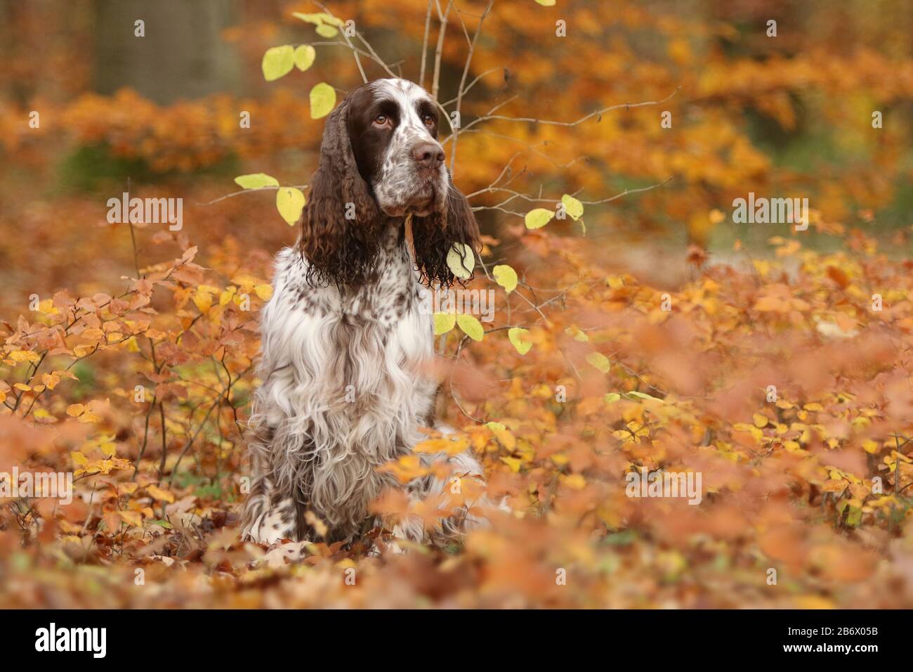 Uno Springer spagnolo inglese (maschio, 5 anni) seduto in figliata di foglie. Germania Foto Stock