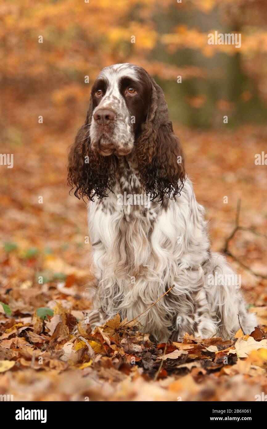 Uno Springer spagnolo inglese (maschio, 5 anni) seduto in figliata di foglie. Germania Foto Stock