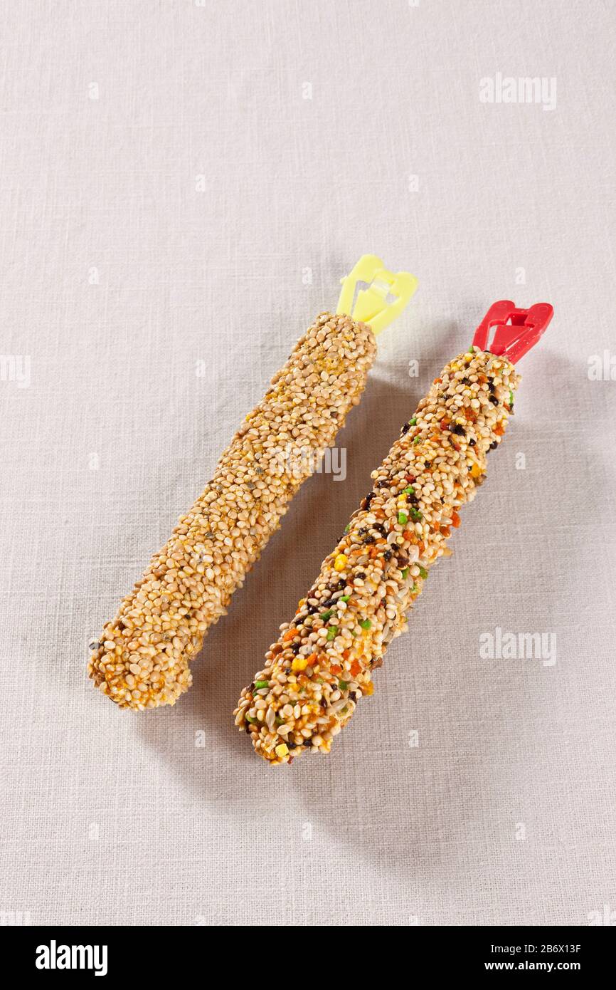 Budgerigar, Budgie (Melopsittacus undulatus). Bastoni di seme come cibo. Germania Foto Stock