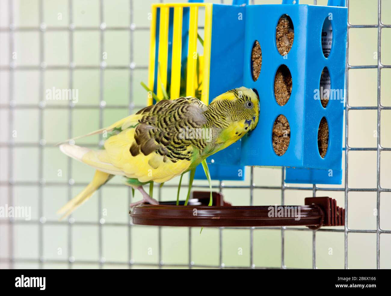 Budgerigar, Budgie (Melopsittacus undulatus). Alimentazione degli uccelli verdi dal contenitore di cibo. Germania Foto Stock