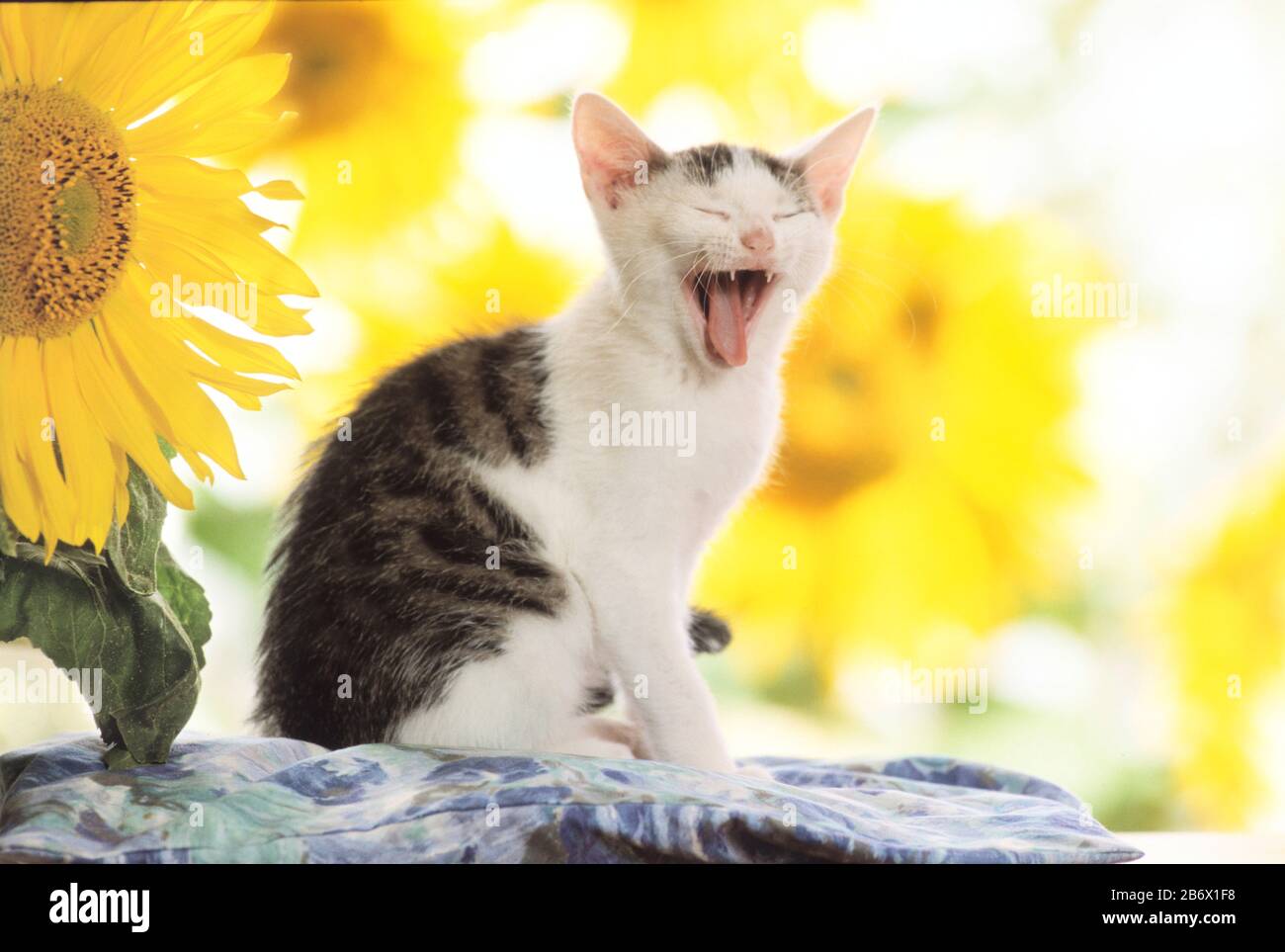 Gatto domestico. Un gattino si siede su un cuscino davanti ai girasoli, tendendo. Germania Foto Stock