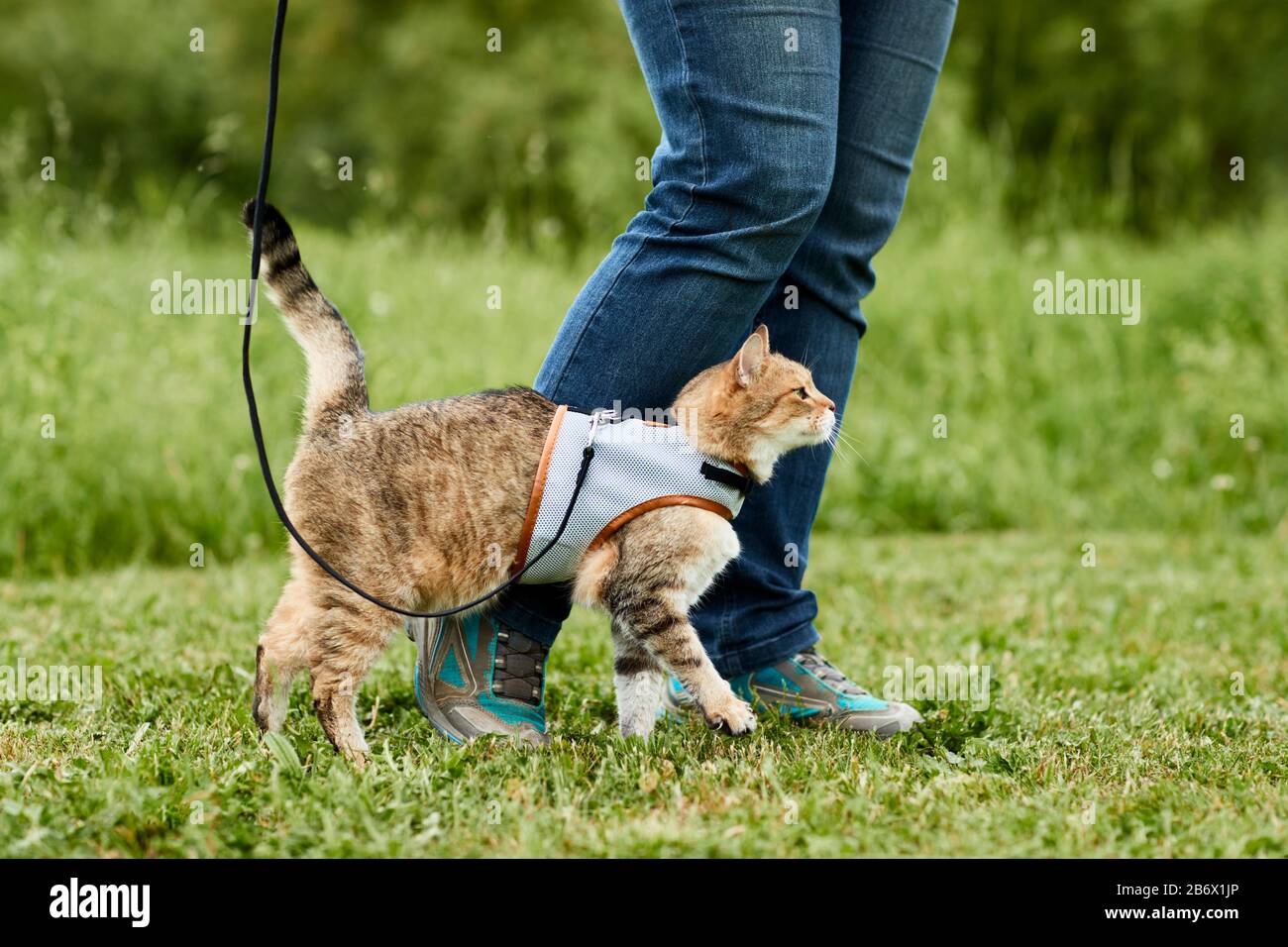 Gatto domestico e una persona su una passeggiata. Il gatto con cablaggio e cavo. Germania. Foto Stock