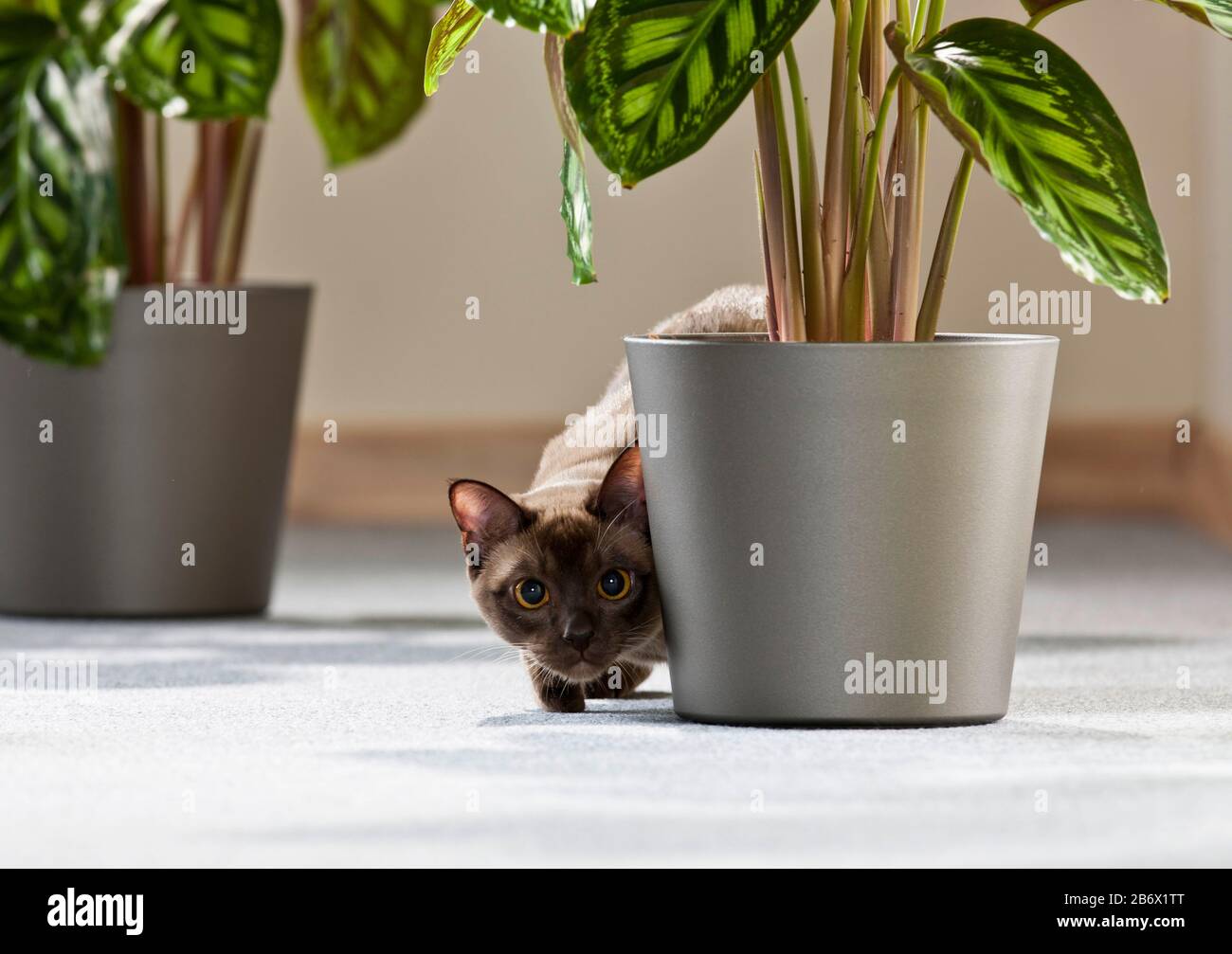 Gatto birmano. Gli adulti si annidano dietro una pianta in vaso. Germania Foto Stock