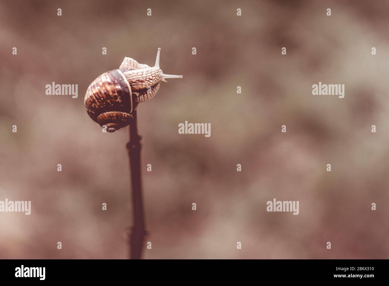 Primo piano di una lumaca su un albero a Durbuy Foto Stock