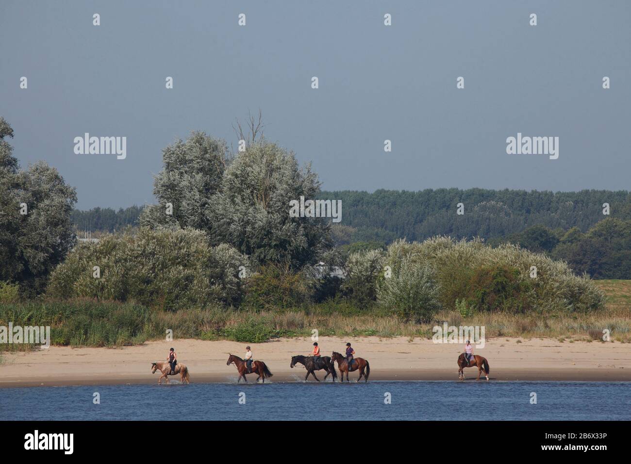 Horsemans sulla spiaggia di Weser, Elsfeth; Distretto di Wesermarsch; bassa Sassonia; Germania; Europa Foto Stock