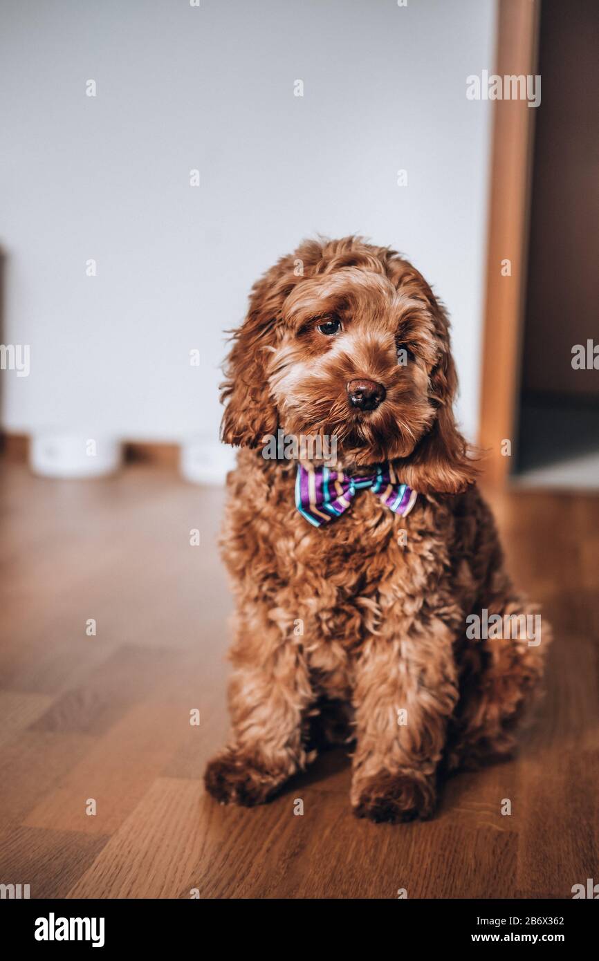 Cucciolo di Cockapoo rosso maschio di 5 mesi che è una razza a croce F1 tra un cocker spaniel e un barboncino, seduto sul pavimento Foto Stock