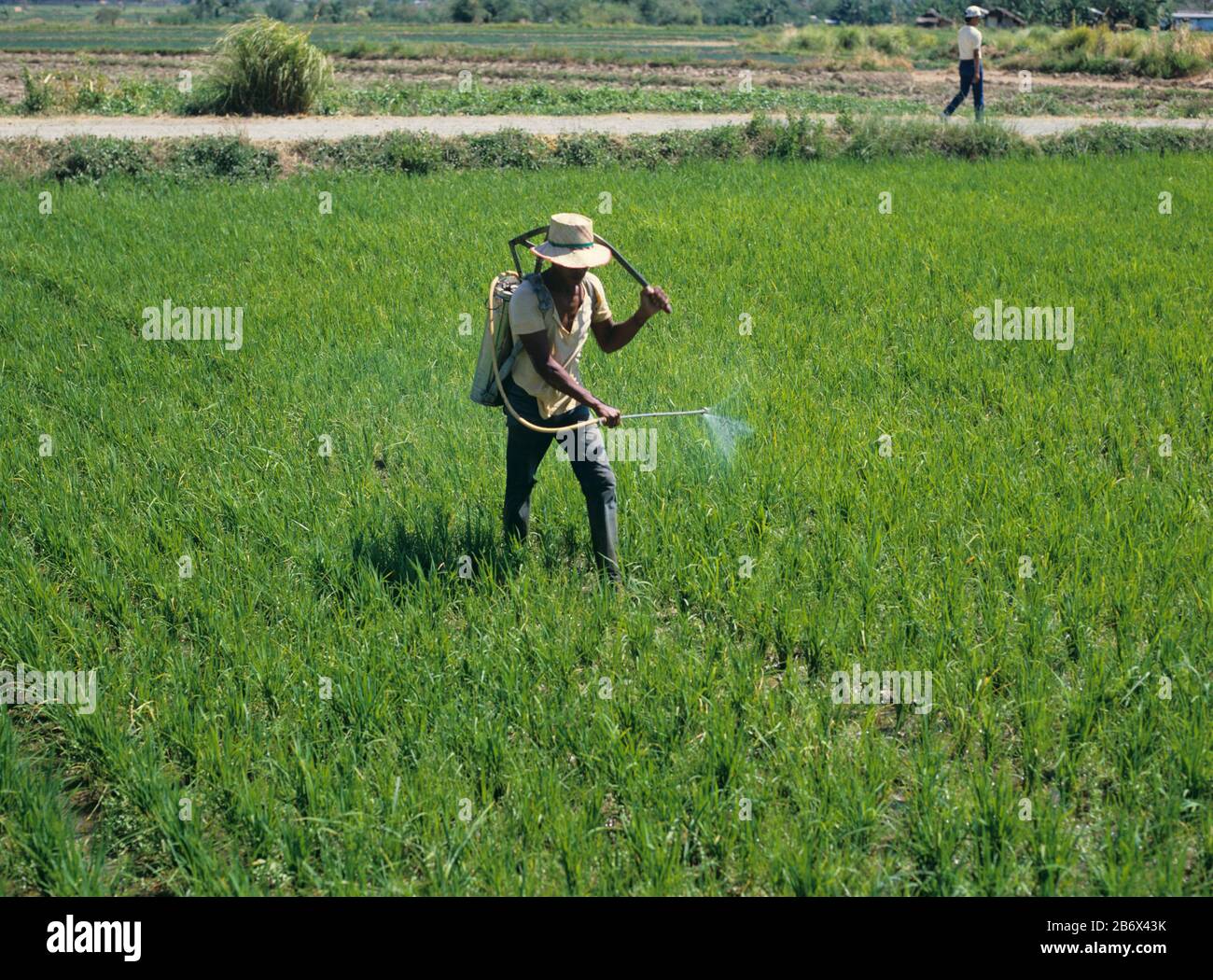 Filippino che spruzza in un raccolto di riso di montagna (Oryza sativa) con un'irroratrice di zainetto, Luzon, Filippine Foto Stock