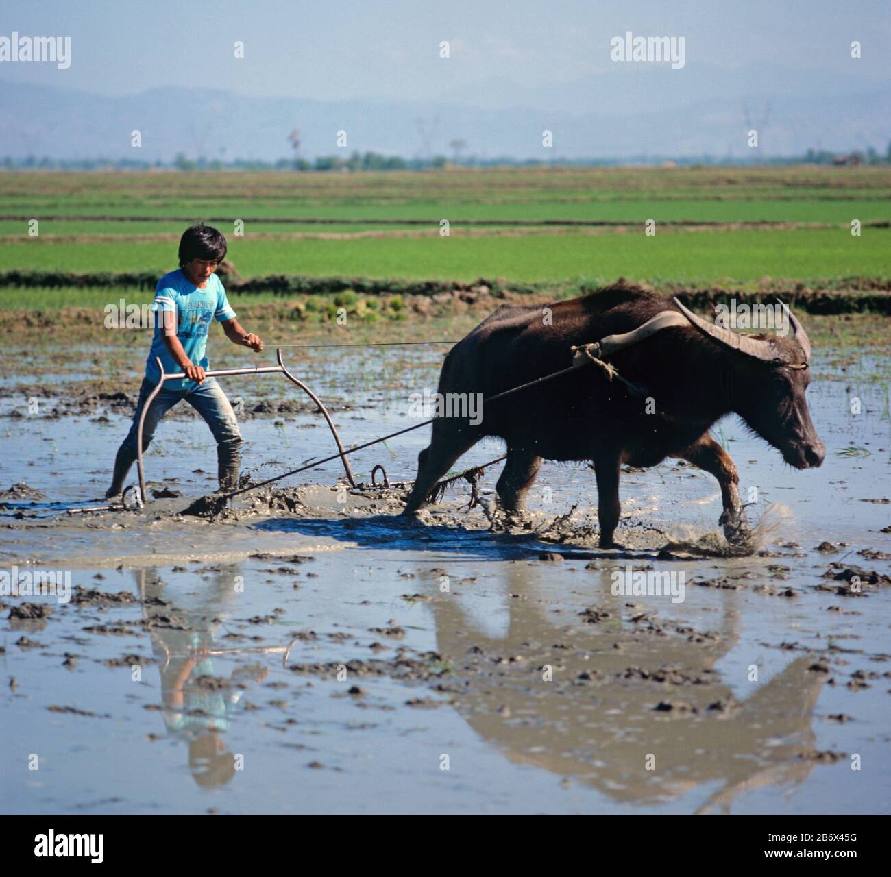 Coltivare un risone allagato con un bufalo d'acqua e un erpice metallico o aratro per un nuovo raccolto di riso di piantina, Luzon, Filippine Foto Stock