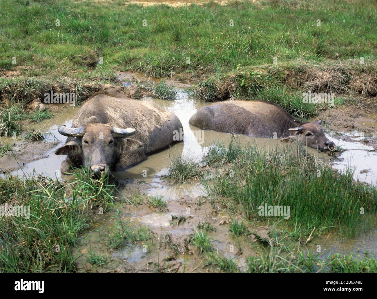 Due bufali d'acqua utilizzati per la lavorazione del riso e dello zucchero possono colture che riposano in un buco di acqua fangosa a mezzogiorno, Guimaras, Filippine, febbraio Foto Stock