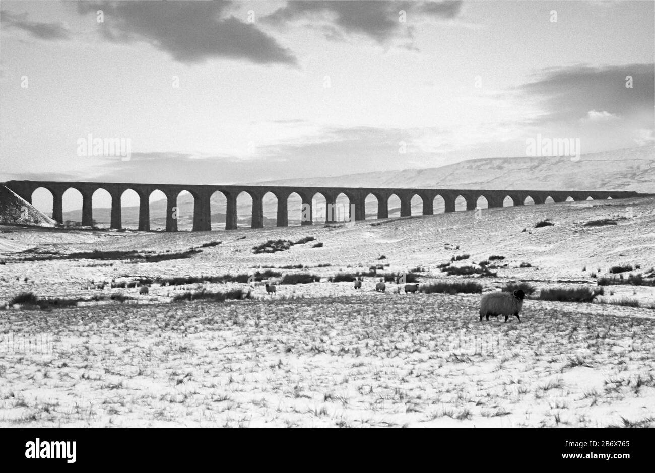 Ribblehead Viaduct, Batty Moss, North Yorkshire, Inghilterra, Regno Unito: Pecore alla ricerca di cibo nella neve. Fotografia a pellicola in bianco e nero Foto Stock