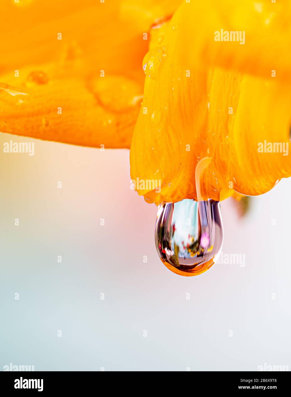 Goccia d'acqua appesa al petalo giallo di un girasole con spazio copia Foto Stock