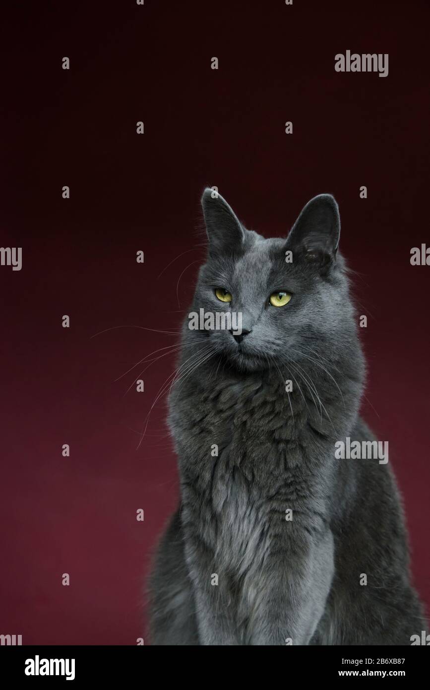 Ritratto di un gatto Nebelung in una stanza di melanzane Foto Stock