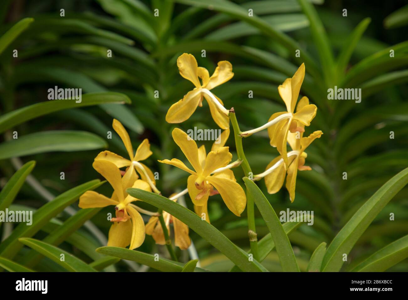 Orchid Aranda Cinque Amicizie Foolmoon visto all'aperto nel Giardino Botanico di Singapore. Foto Stock