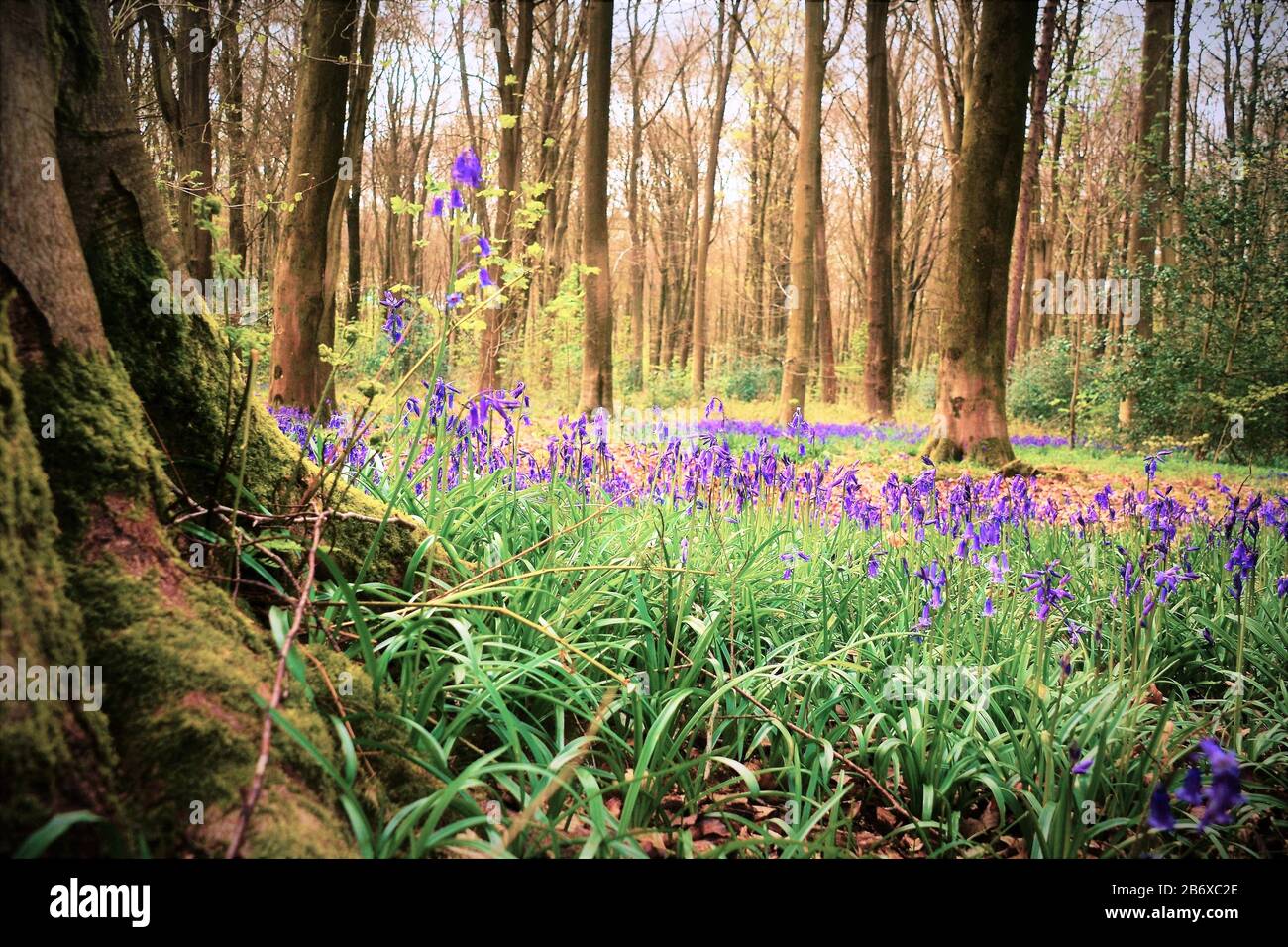 Bluebells a Micheldever Wood, vicino a Winchester, Hampshire UK Foto Stock