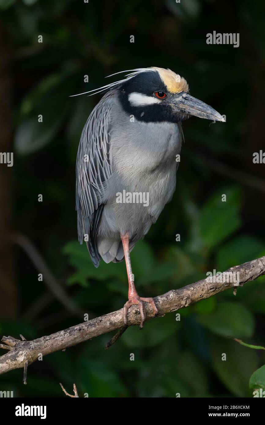 Airone notte coronato giallo. Nyctanassa violacea in un cespuglio Foto Stock