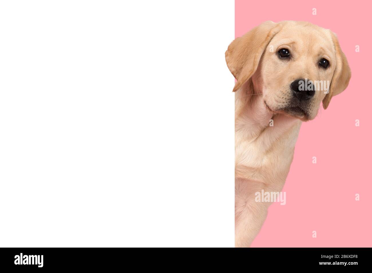 Ritratto di un carino labrador Retriever cucciolo su uno sfondo rosa guardando intorno all'angolo di un bianco bordo vuoto con spazio per la copia Foto Stock Ritratto di un carino labrador Retriever cucciolo su uno sfondo rosa guardando intorno all'angolo di un bianco bordo vuoto con spazio per la copia Foto Stock