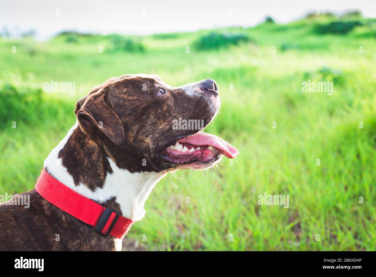 American Stanford o Staffordshire sul campo con spazio di copia per il testo Foto Stock