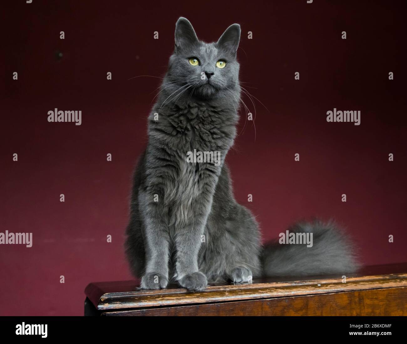Gatto Nebelung grigio acciaio seduto su una sponda in una stanza viola Foto Stock