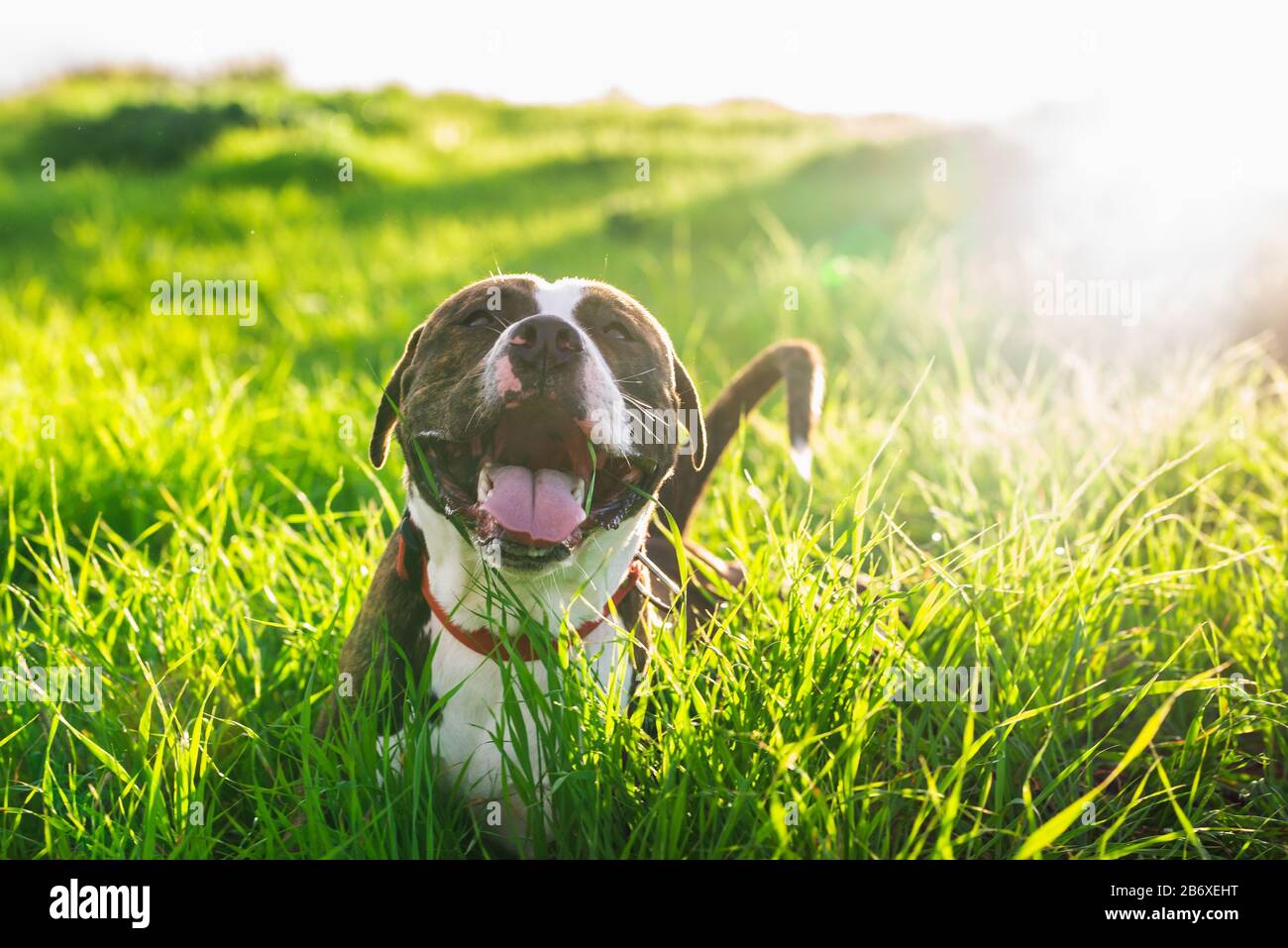 Happy american Stanford o Staffordshire sul campo con spazio copia per il testo Foto Stock