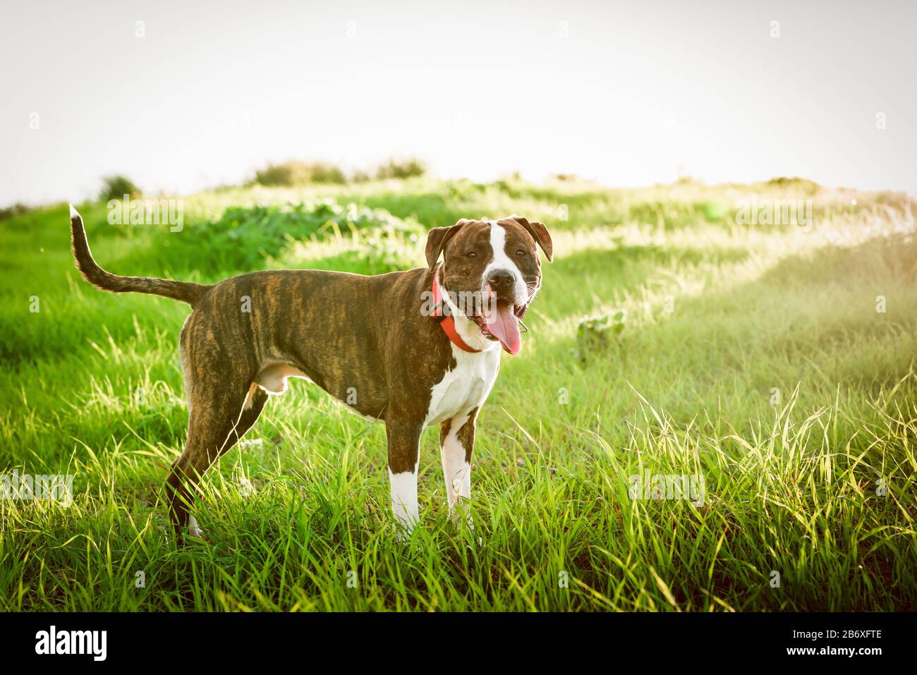 American Stanford o Staffordshire sul campo con spazio di copia per il testo Foto Stock