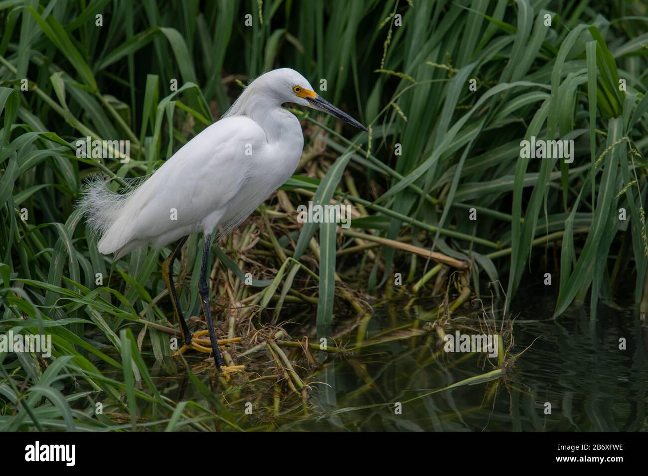 Snowy Egret (Egretta thula) è un uccello completamente bianco con gambe nere e dita giallo cosce e una fattura nera Foto Stock