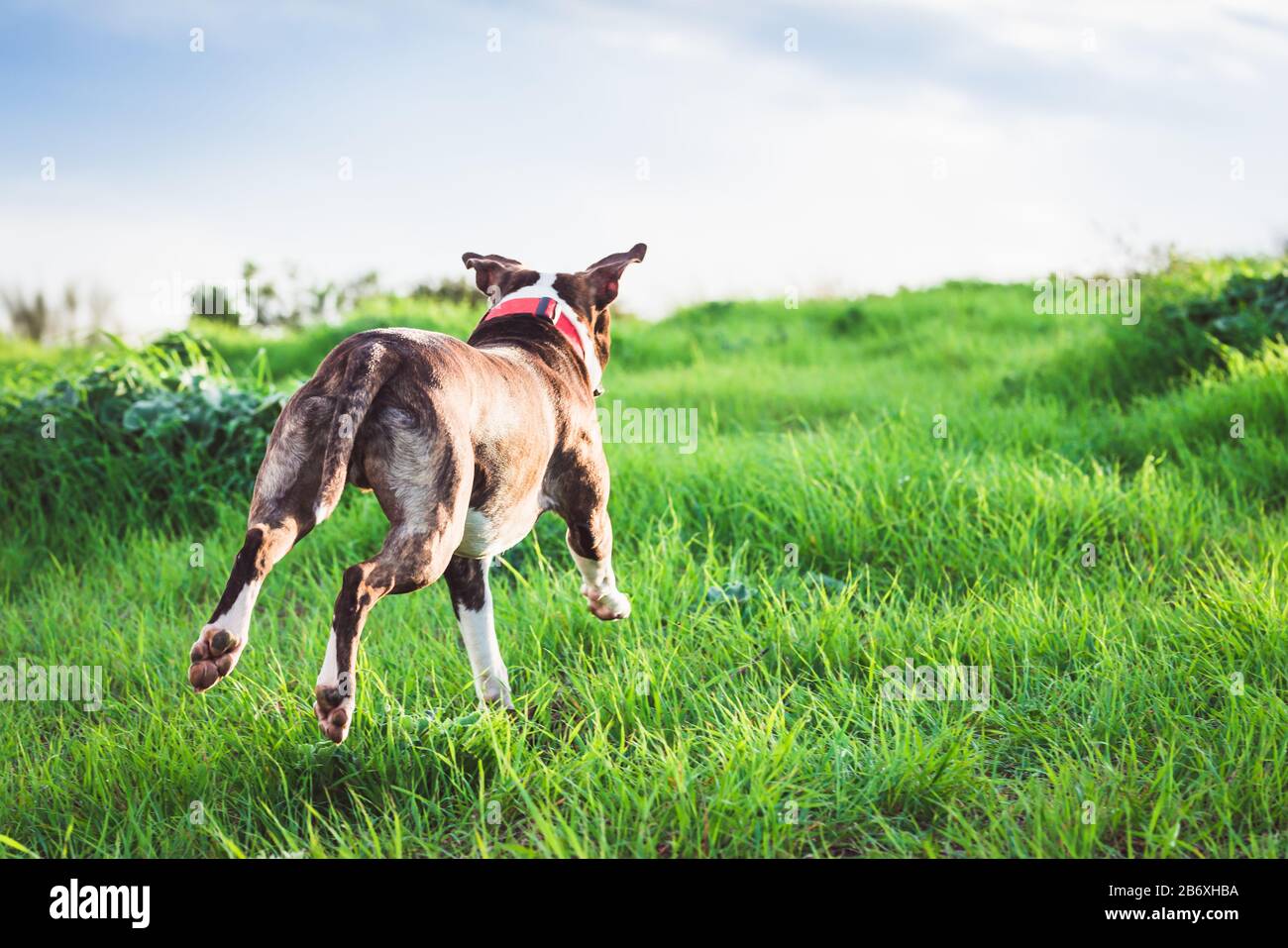 Happy American Stanford o Staffordshire in esecuzione sul campo con spazio copia per il testo Foto Stock