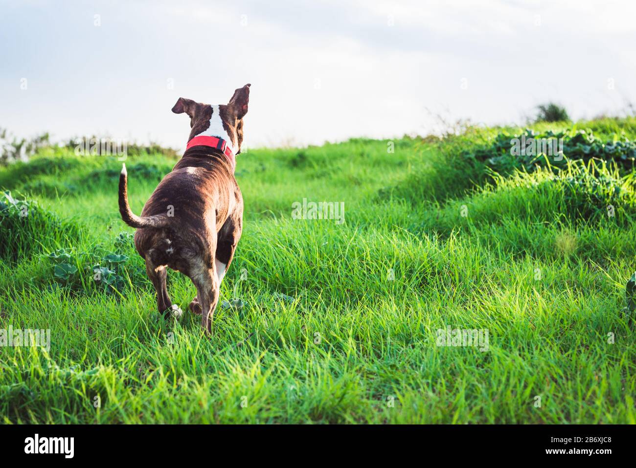 Happy American Stanford o Staffordshire in esecuzione sul campo con spazio copia per il testo Foto Stock