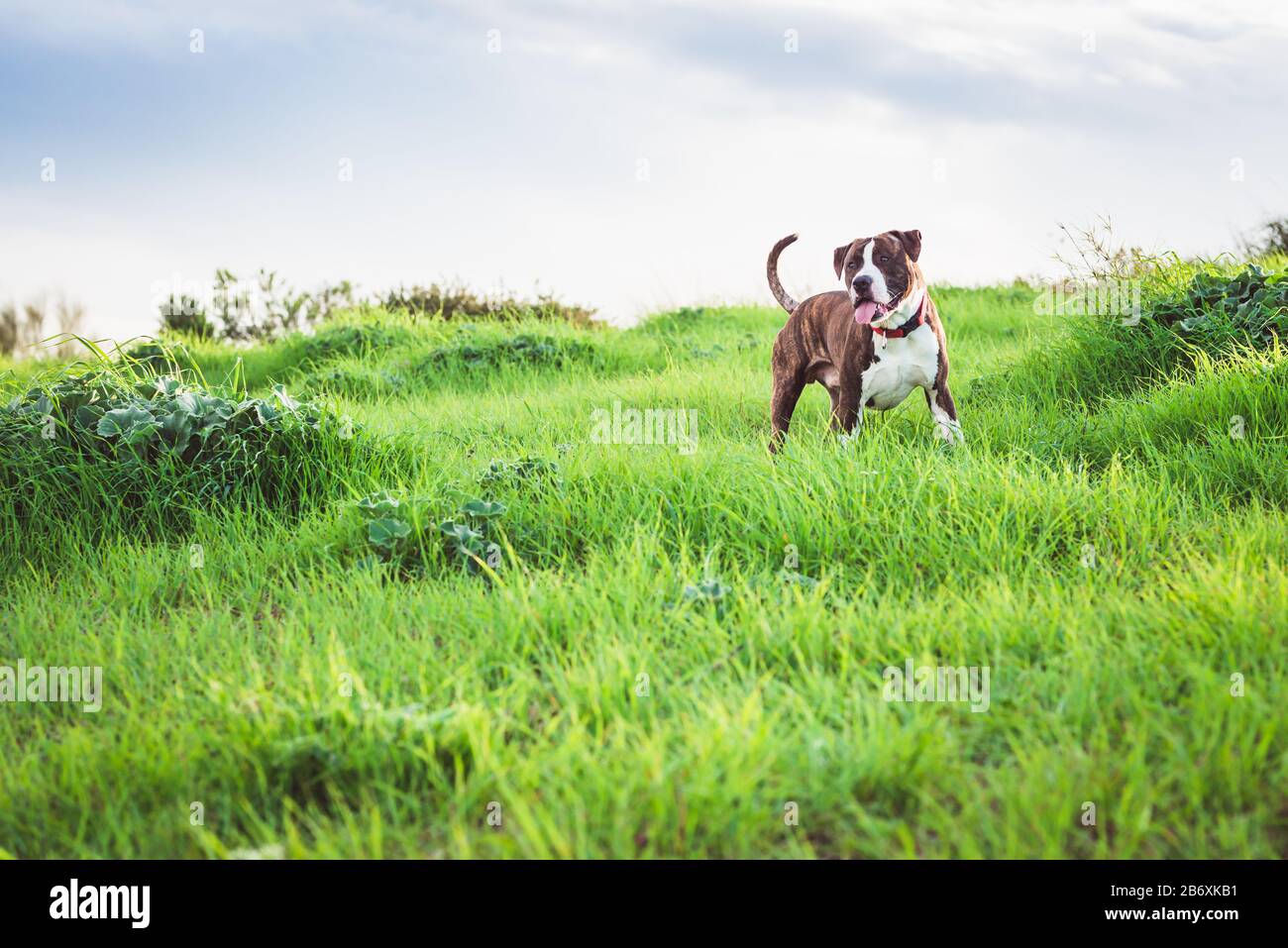 American Stanford o Staffordshire sul campo con spazio di copia per il testo Foto Stock
