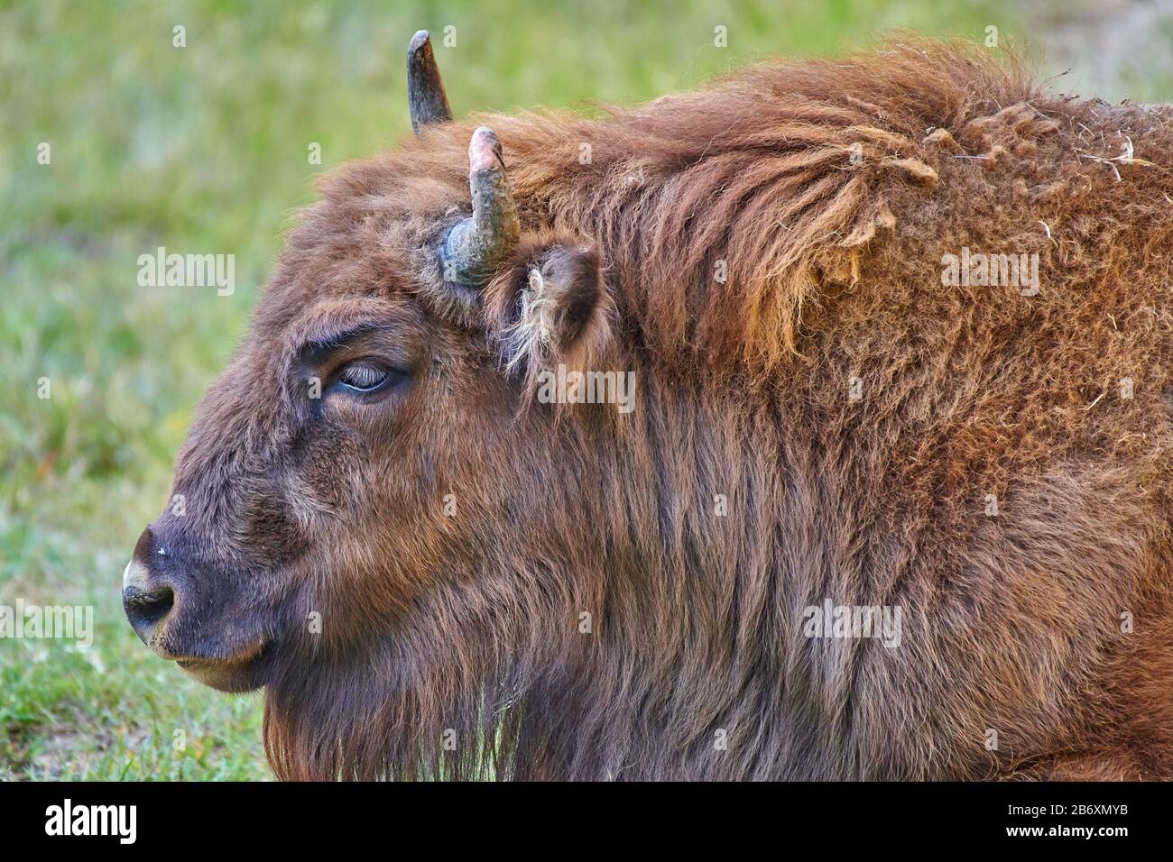 Bisonte europeo, wisent, bisonte europeo del legno, erbivoro Foto Stock