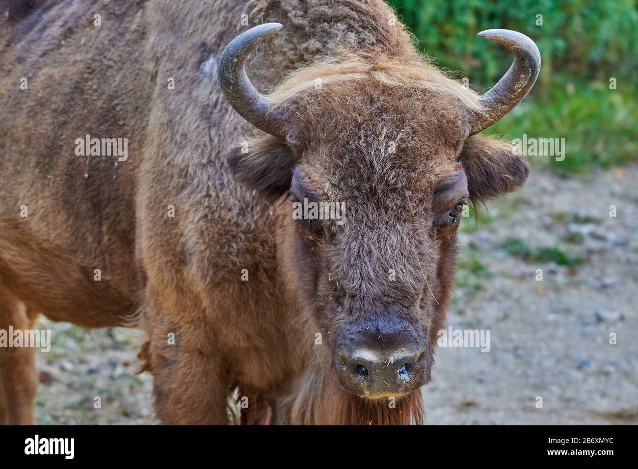 Bisonte europeo, wisent, bisonte europeo del legno, erbivoro Foto Stock