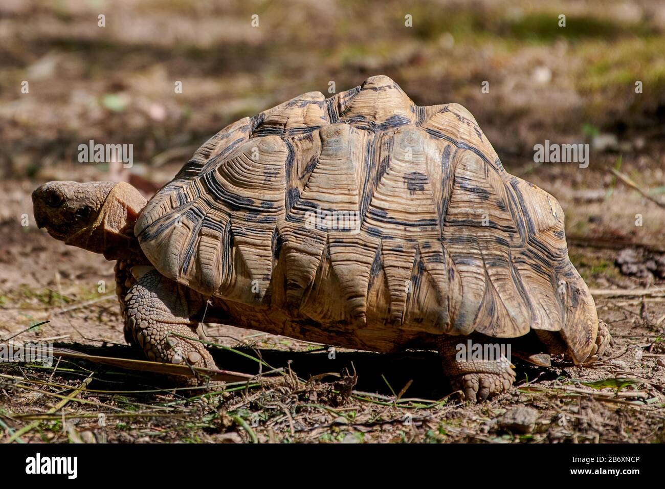 African spronato tartaruga (Geochelone sulcata) Foto Stock