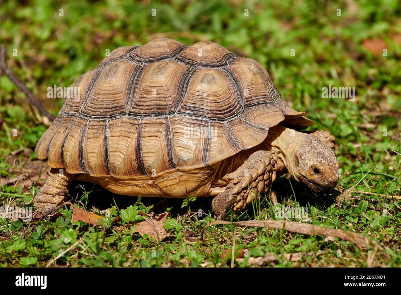 African spronato tartaruga (Geochelone sulcata) Foto Stock